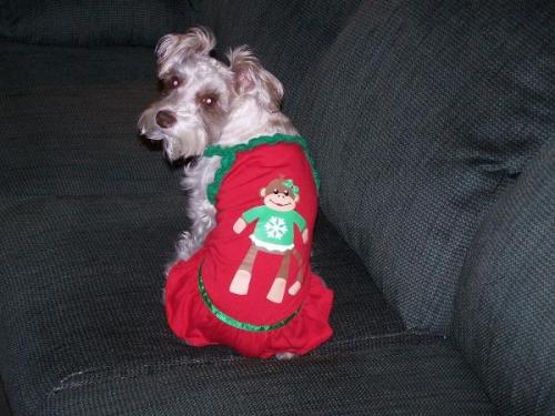 holiday-monkey-business-dog-dress-tiff-7572