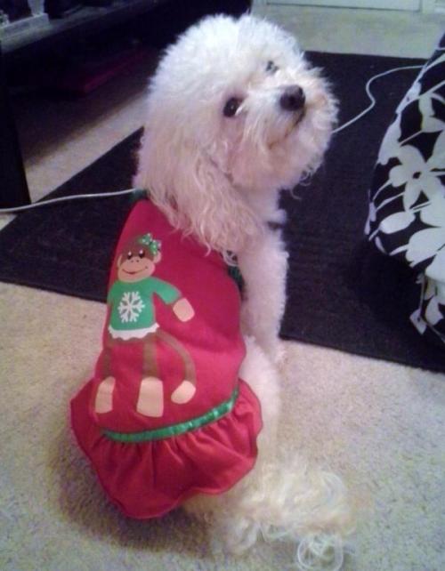 holiday-monkey-business-dog-dress-tiff-9736