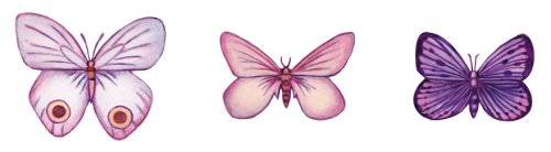 Butterfly illustrations, butterflies, butterflys